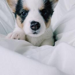 American Corgi and Pembroke Welsh Corgi Puppies from San Diego Corgi Haven