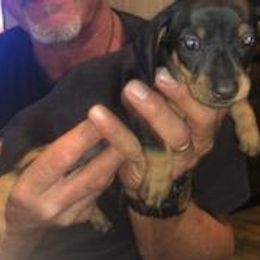 Dachshund Puppies from Carter's Dachshunds