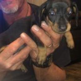 Dachshund Puppies from Carter's Dachshunds