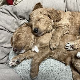 Goldendoodle Puppies from Zany Doodlez