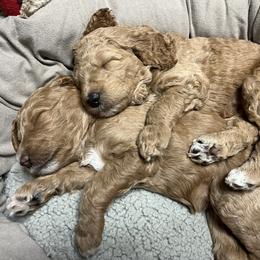 Goldendoodle Puppies from Zany Doodlez