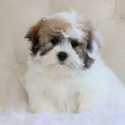 Maltipoo, Shichon, and Shihpoo Puppies from Timbercreek Puppies