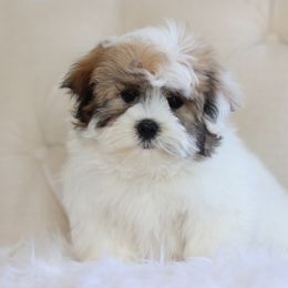 Maltipoo, Shichon, and Shihpoo Puppies from Timbercreek Puppies