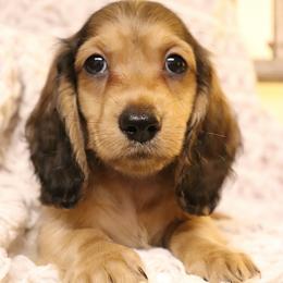 Thor - Cream male Dachshund puppy in Nolensville, Tennessee from Boothe’s Dachshunds