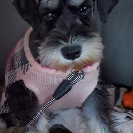Miniature Schnauzer All Grown Up from 406mt schnauzers