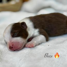 Blaze - Red tri-color male Australian Shepherd puppy in Murrayville, Georgia from Mountain Ridge Aussies