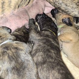 Doberman Pinscher and Great Dane Puppies from Draggin Dobermans & Great Danes