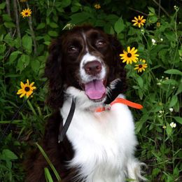 English Springer Spaniels and Labrador Retrievers from Three Doves