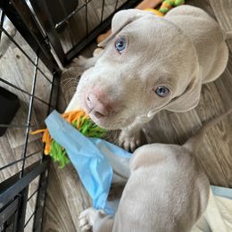 Weimaraner Puppies from Baird Weims - AKC registered