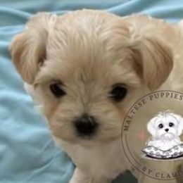 Maltese and Maltipoos from Maltese Puppies in Texas