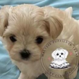 Maltese and Maltipoos from Maltese Puppies in Texas