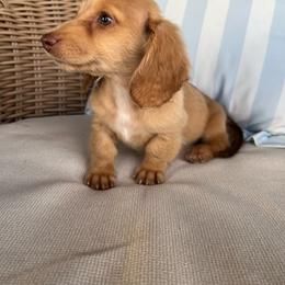 Elli - Cream female Dachshund puppy in Mena, Arkansas from Double B Corsos & Dachshunds