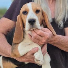 Etta - Black white and tan female Beagle puppy in Napavine, Washington from StormyDaze Labradors & Beagles