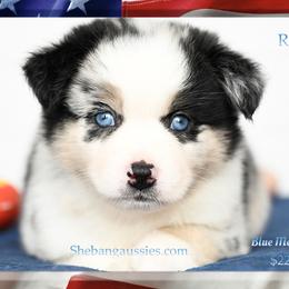 Regera - Blue merle female Miniature Australian Shepherd puppy in Ellsinore, Missouri from Shebang Aussies