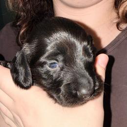 Boy 3 - solid black - Black male Dachshund puppy in Pierson, Florida from Michelle’s Mini Dachshunds