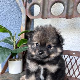 Pip - Black and tan parti male Pomeranian puppy in Costa Mesa, California from Wheresmil0