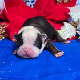 Classic Gentleman - Black brindle and white male Boston Terrier puppy in Corsicana, Texas from JT Bostons