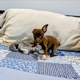 Tootie - White and chocolate female Rat Terrier puppy in Jerusalem, Ohio from Twin Hickory Ranch
