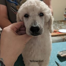 Poodle Puppies from LaTerra Cove Poodles