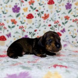 Aphrodite - Wild  boar and tan female Dachshund puppy in Nampa, Idaho from 208 Wiener Wiggle Butts LLC