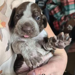 Claus - White and chestnut male Bracco Italiano puppy in Silver Summit, Utah from Snow Peak Kennel