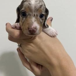 Boy 3 - Dapple Dachshund puppy in Texas from Woodfield Weenies