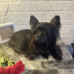 Mylah - Yorkshire Terrier