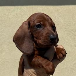 Hawk - Red male Dachshund puppy in Winton, California from Lashunds Miniature Dachshunds