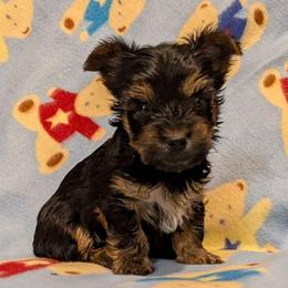 Eloy - Black and gold male Yorkshire Terrier puppy in Gatesville, Texas from KontryKritterz Yorkies