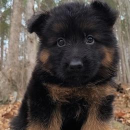 Green Collar - Male - Black and red male German Shepherd puppy in Charlotte, North Carolina from Zuflucht K9s