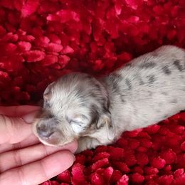 BOY 2 - BLUE DAPPLE - Dapple male Dachshund puppy in Swink, Oklahoma from Palali Farm