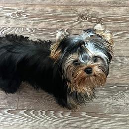 Lil bit - Yorkshire Terrier