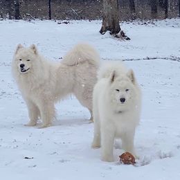 Samoyeds from Mystic Frost Samoyeds
