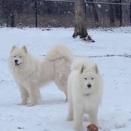 Samoyeds from Mystic Frost Samoyeds