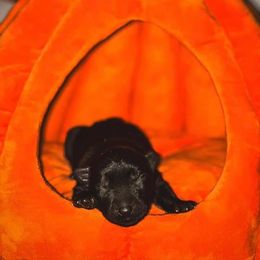 Reaper (Light Blue) - Black male German Shepherd puppy in Chattanooga, Tennessee from Lucianhaus