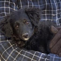 Nacho - Black and white male Aussiedoodle puppy in Nacogdoches, Texas from BA Mini Poodles
