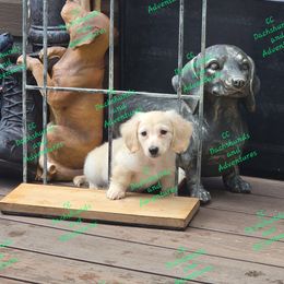 Dachshund Puppies from CC Dachshunds and Adventures