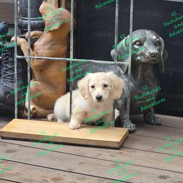 Dachshund Puppies from CC Dachshunds and Adventures
