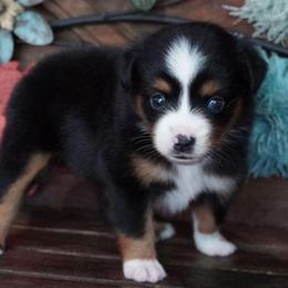 Girl 1 - Black tri female Miniature Australian Shepherd puppy in Lawton, Oklahoma from Lindsey’s Aussies