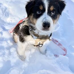 Australian Shepherd Puppies from Crab Point Australian Shepherds