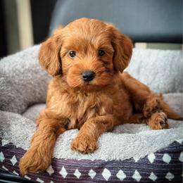 Bullseye - Red  male Goldendoodle puppy in Wharton, Texas from Little Fur Friends