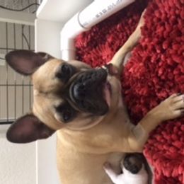 French Bulldog Puppies from PNW French Bulldogs