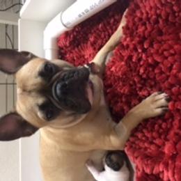 French Bulldog Puppies from PNW French Bulldogs