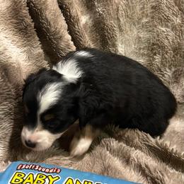Herminie - Black tri female Miniature Australian Shepherd puppy in Grady, Arkansas from KAREN K MCPHERSON