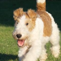 Wire Fox Terriers from Rick Cavanaugh