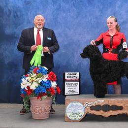 Shaggy - Portuguese Water Dog