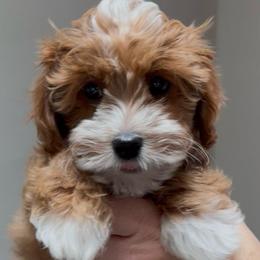 Ari - Red female Cavapoo puppy in Tucson, Arizona from Adored Poodle & Doodles