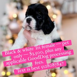 Tri female - Black white and tan female Cocker Spaniel puppy in Texas from Sisu Cockers