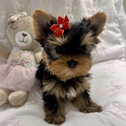 Tulip - Blue and gold female Yorkshire Terrier puppy in New York from Yorkies Boutique