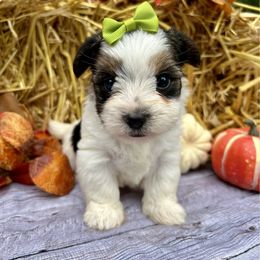 Dexter - Black tan and white male Biewer Terrier puppy in Winslow, Arkansas from Morning Glory Puppies